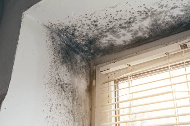 Affordable Mold Cleanup solutions in Arlington, WA
